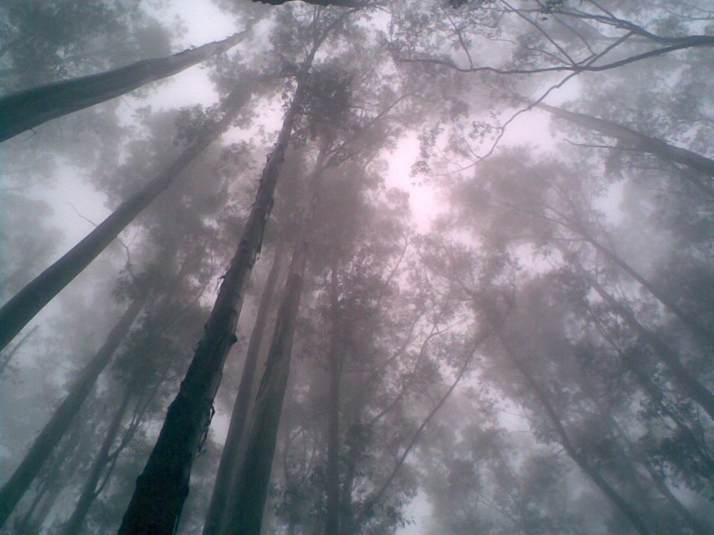 Ooty_forest_in_fog